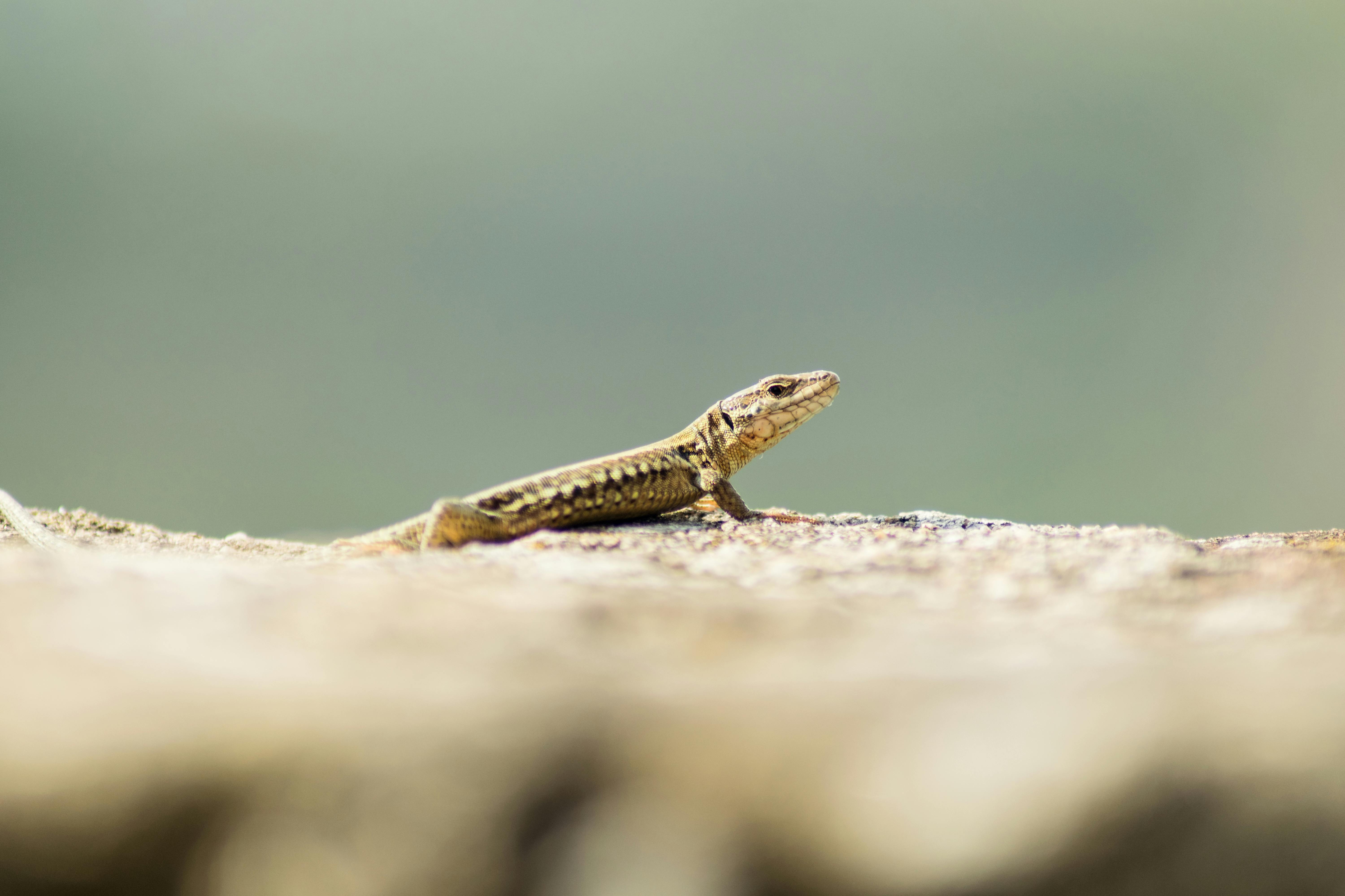 Stadtblick in Bad Kreuznach - KI-Automatisierung Bad Kreuznach