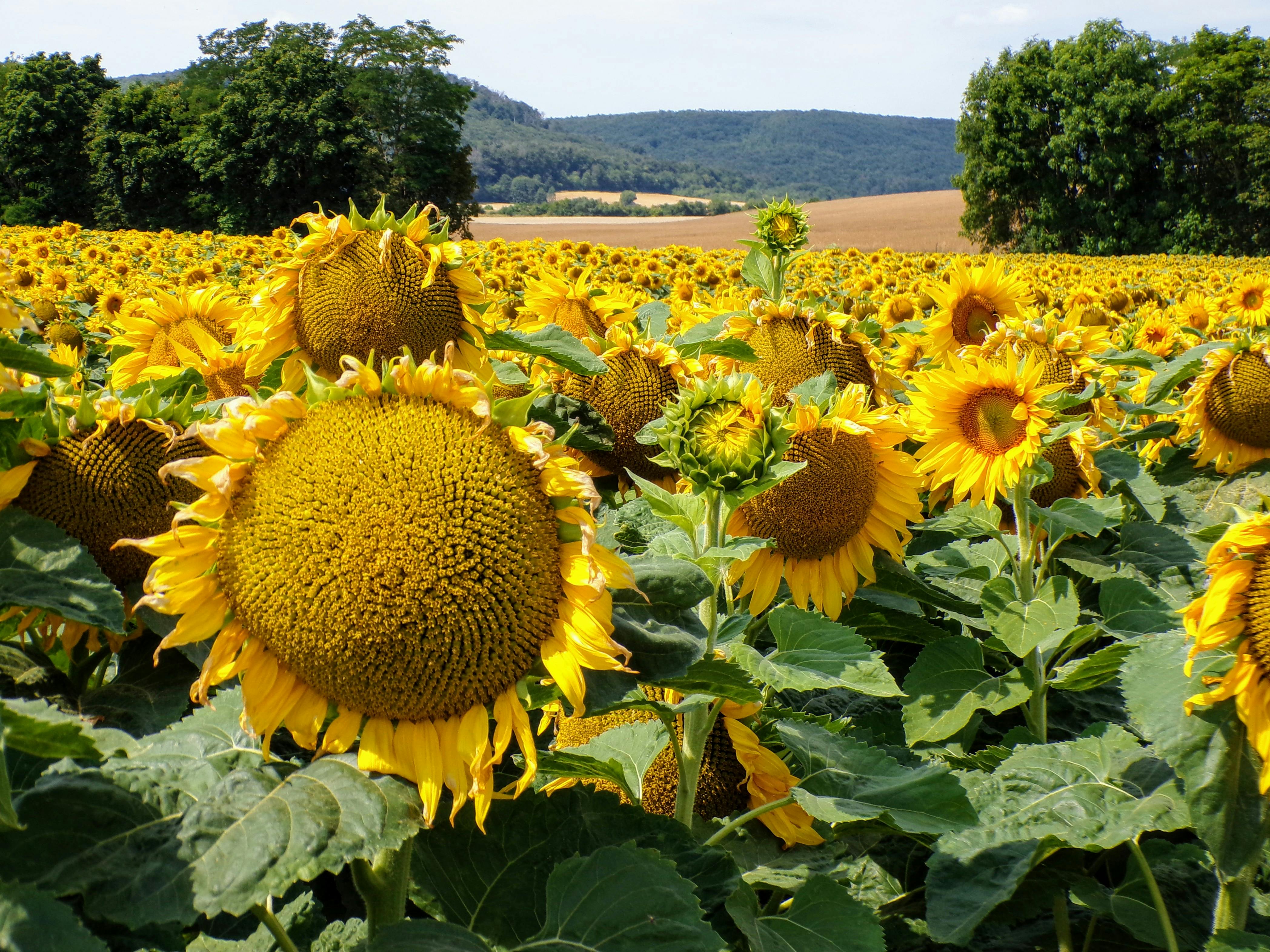 Stadtblick in Sondershausen - SEO Agentur Sondershausen und Webdesign Sondershausen